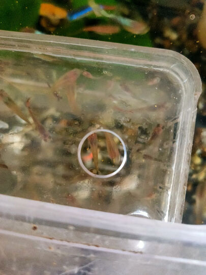 吉品鸿丰年虾卵脱壳卵孔雀鱼小型鱼饲料100克