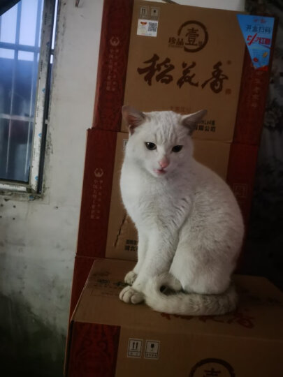 伟嘉成猫猫粮1.3kg牛肉味布偶蓝猫橘猫加菲英短猫咪全价粮 晒单图