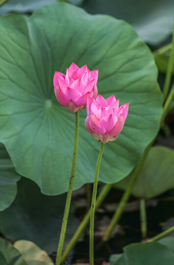 佳能(Canon) EF 70-200mm f/2.8L IS II USM 镜头 70200大三元 晒单图