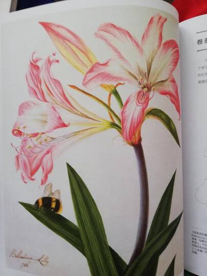 向大师学绘画:艺用解剖(全新修订版)---西方经典美术技法译丛 晒单图