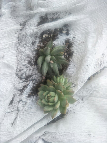 【小鲜肉】多肉植物肉肉盆栽 一元多肉婴儿手指蕾丝姑娘乌木冰梅花卉绿植组合 玉扇 裸根不含盆土 晒单图