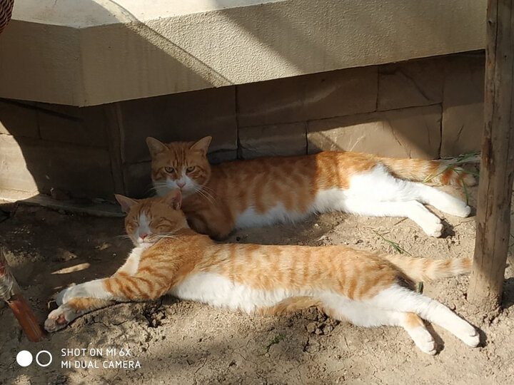 ROYAL CANIN 皇家猫粮 EP42全能优选成猫猫粮 全价粮-肠道舒适型 2kg 蛋白质喜好 呵护消化健康 晒单图