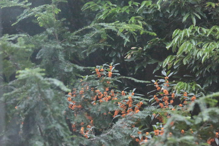 腾龙(Tamron) 单反变焦镜头 VC 70-300mm(A030) 新款 尼康卡口 晒单图