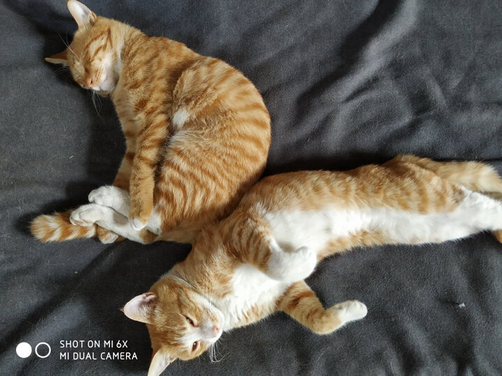 ROYAL CANIN 皇家猫粮 EP42全能优选成猫猫粮 全价粮-肠道舒适型 2kg 蛋白质喜好 呵护消化健康 晒单图