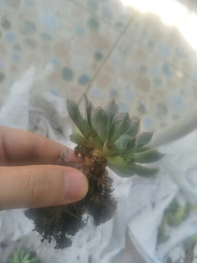 【小鲜肉】多肉植物肉肉盆栽 一元多肉婴儿手指蕾丝姑娘乌木冰梅花卉绿植组合 玉扇 裸根不含盆土 晒单图