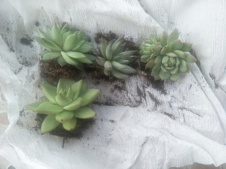 【小鲜肉】多肉植物肉肉盆栽 一元多肉婴儿手指蕾丝姑娘乌木冰梅花卉绿植组合 玉扇 裸根不含盆土 晒单图