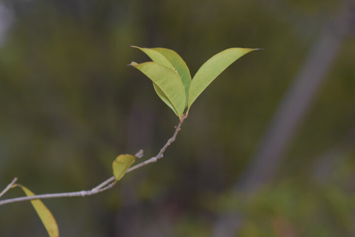 腾龙（Tamron）A001 SP AF70-200mm F/2.8 Di LD MACRO全画幅大光圈中远摄变焦镜头 人像（尼康单反卡口） 晒单图