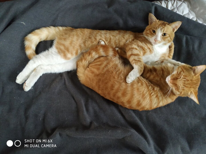 ROYAL CANIN 皇家猫粮 EP42全能优选成猫猫粮 全价粮-肠道舒适型 2kg 蛋白质喜好 呵护消化健康 晒单图