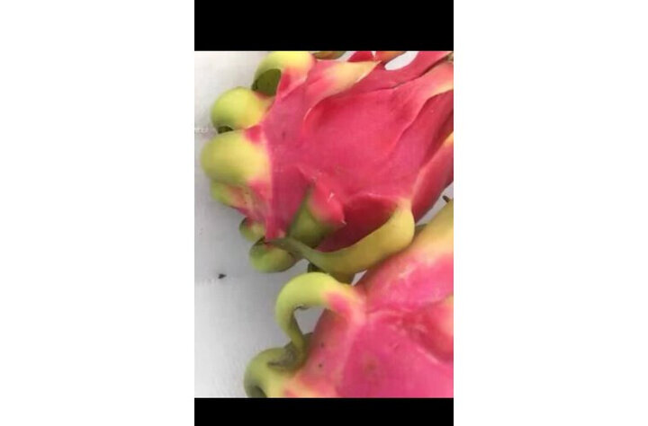 越南进口白心火龙果 4个装 白肉中果 单果375-500g 新鲜水果 健康轻食 晒单图