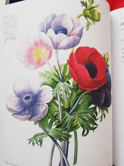 向大师学绘画:艺用解剖(全新修订版)---西方经典美术技法译丛 晒单图