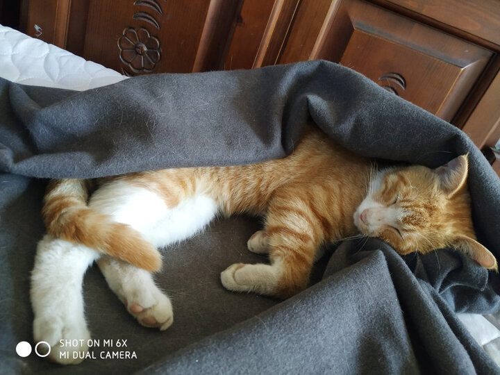 ROYAL CANIN 皇家猫粮 EP42全能优选成猫猫粮 全价粮-肠道舒适型 2kg 蛋白质喜好 呵护消化健康 晒单图