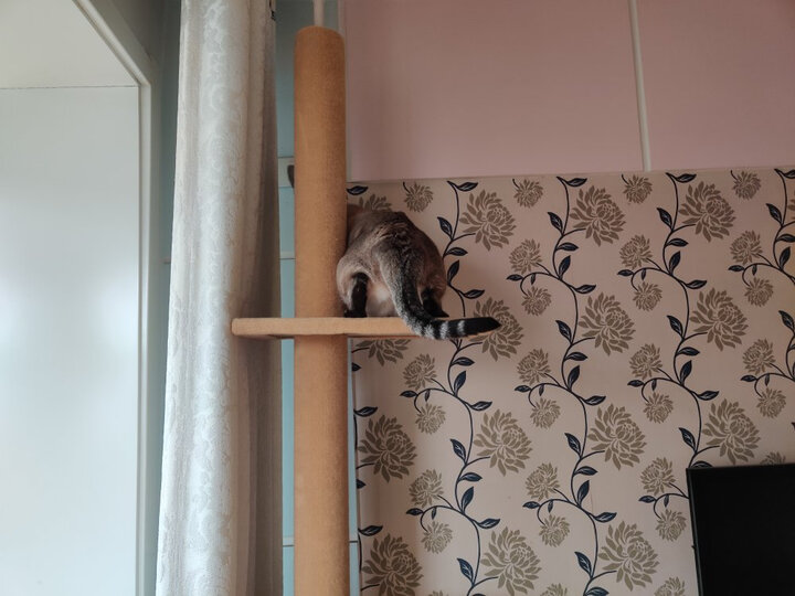 伊丽宠具 粉色 可爱剑麻猫抓板 宠物猫咪家具迷你单层小猫台 晒单图