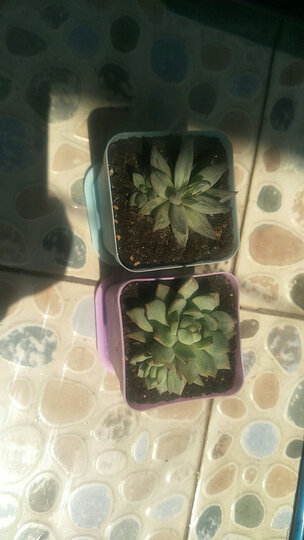【小鲜肉】多肉植物肉肉盆栽 一元多肉婴儿手指蕾丝姑娘乌木冰梅花卉绿植组合 玉扇 裸根不含盆土 晒单图