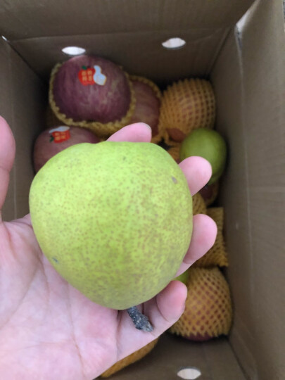 新疆库尔勒香梨 单果120g以上 净重2kg  生鲜水果 年货礼盒 新老包装随机发货 晒单图