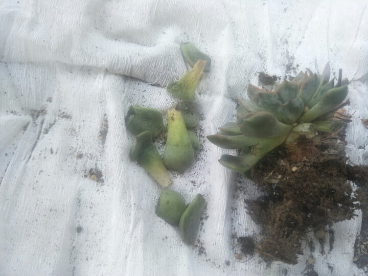 【小鲜肉】多肉植物肉肉盆栽 一元多肉婴儿手指蕾丝姑娘乌木冰梅花卉绿植组合 玉扇 裸根不含盆土 晒单图