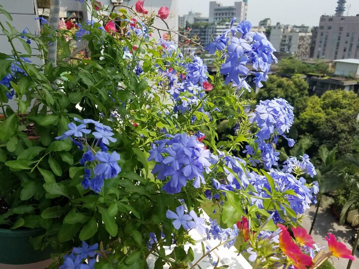 美乐棵 基质绿萝 观叶植物 花卉 土培 盆栽绿植 营养土 8L通用土 晒单图