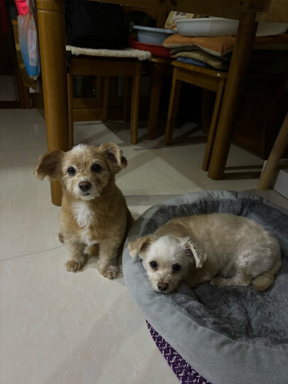 耐威克 狗狗零食 鸭肉缠薯条 磨牙棒 成幼犬 宠物训练奖励 泰迪金毛比熊 100g 晒单图