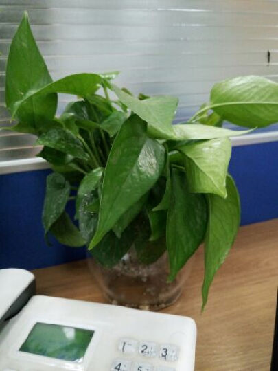 水培绿萝吊兰 水生植物 办公室内绿色盆栽植物