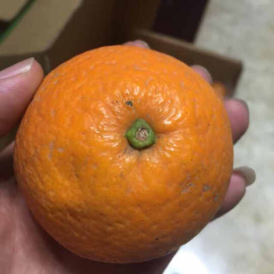 【誉福园】秭归红肉脐橙血橙 新鲜水果橙子 5