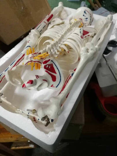 人体骨骼模型 医用45cm85cm骷髅可活动骨架结构解剖模型 美术瑜伽教学教具 F款【85cm全身骨架彩带心脏血管脑膜 晒单图