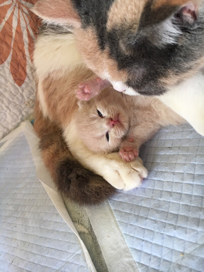 美力源羊奶粉怎么样_美力源羊奶粉多少钱_美