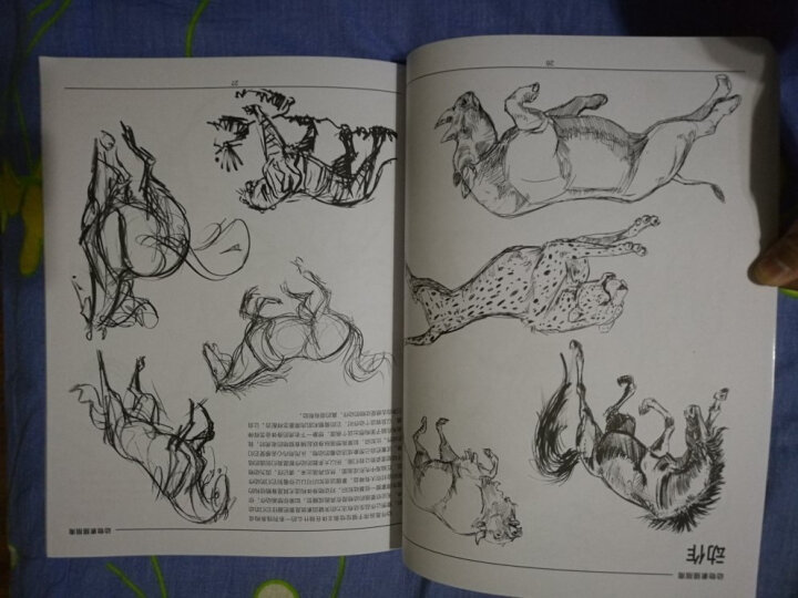 动物素描指南（从动作形态.结构.解剖让你掌握绘画动物的诀窍）/西方经典美术技法译丛 晒单图
