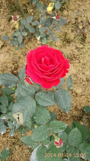 纯彩 适用于中兴红牛V5\/中兴V5手机套 手机壳