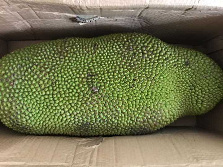 益优果海南三亚新鲜水果菠萝蜜1个L果12.5-14kg~ 晒单图