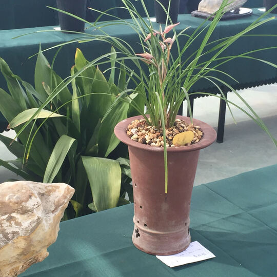 Apple iPad mini 2 平板电脑 7.9英寸(32G WLA