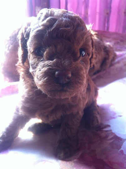 美滋元迷你犬狗粮怎么样_美滋元迷你犬狗粮多