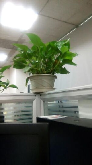 i&k 安卓智能手机1501移动4G手机64位四核5