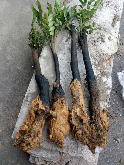 桌面盆栽绿植 小叶紫檀盆景 盆栽 紫檀盆栽 珍稀