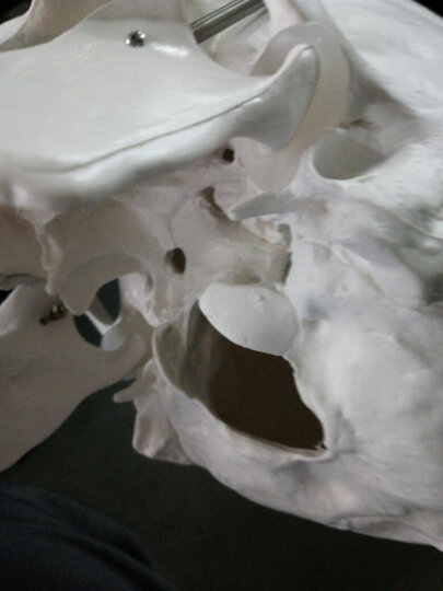 海医Heymode医学人体头骨模型 1:1仿真头颅口腔颌面美容微整头模型 脑颅骨 面颅骨 头颅侧位教 022035白头带颈椎 晒单图