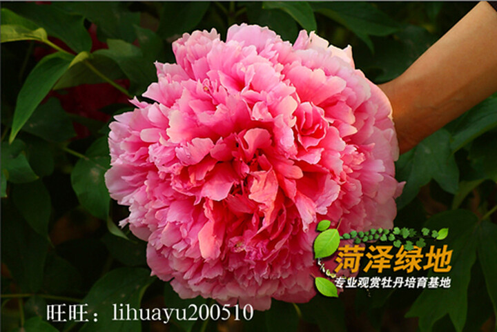 香山(CAMRY) EB9005L 圆形电子秤 体重秤 透