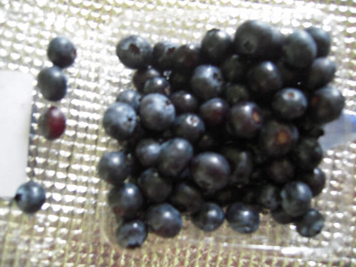 【天天果园】国产蓝莓 8盒装 新鲜蓝莓 水果 送