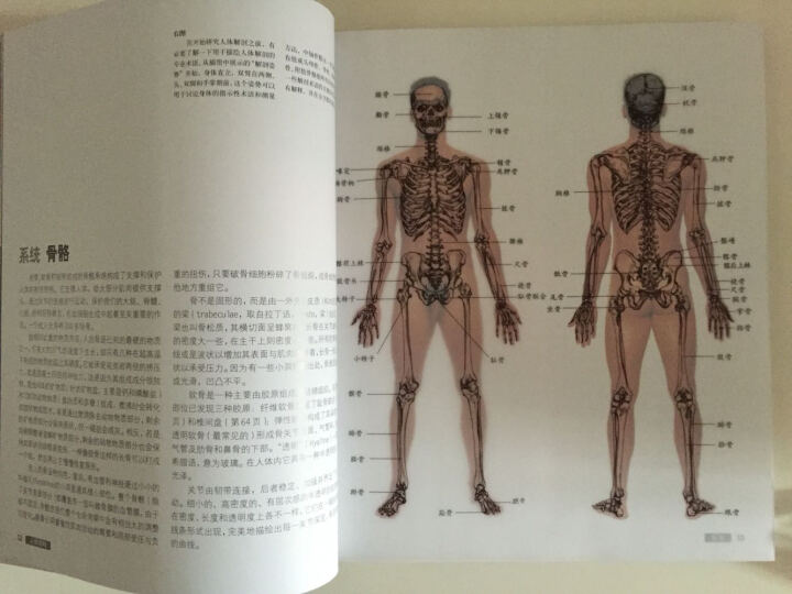 艺用人体解剖 晒单图