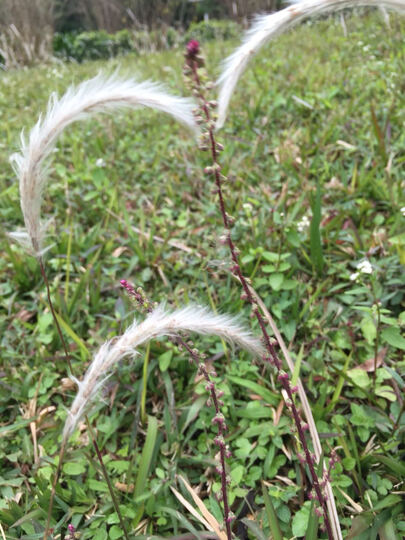 索尼(SONY)ILCE-7M2 全画幅微单机身(α7M2