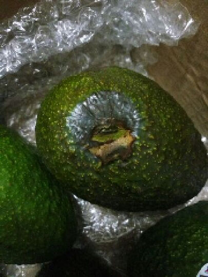 果果巴巴 墨西哥巨无霸牛油果 200-220g6个装