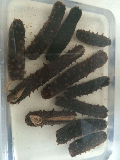 加美珍品 文怡推荐 美国阿拉斯加野生刺参 品位