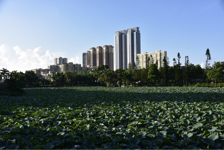 尼康（Nikon）D810 单反数码照相机 全画幅套机 ( 50mm 1.8D 镜头) 晒单图