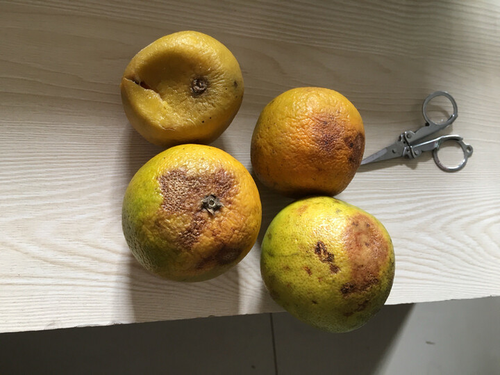 湖北特产水果热评榜