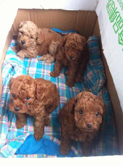 美滋元迷你犬狗粮怎么样_美滋元迷你犬狗粮多