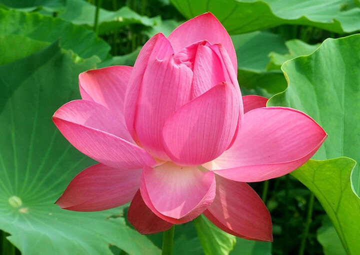 索尼(SONY) NEX-5TL 微单单镜套机 白色 (E P