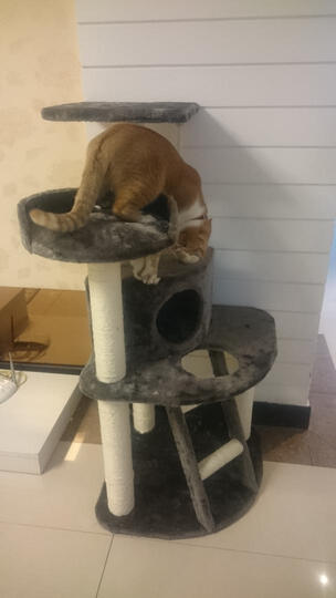 哲哲(ZEZE)高端猫家具大型猫爬架 宠物用品猫
