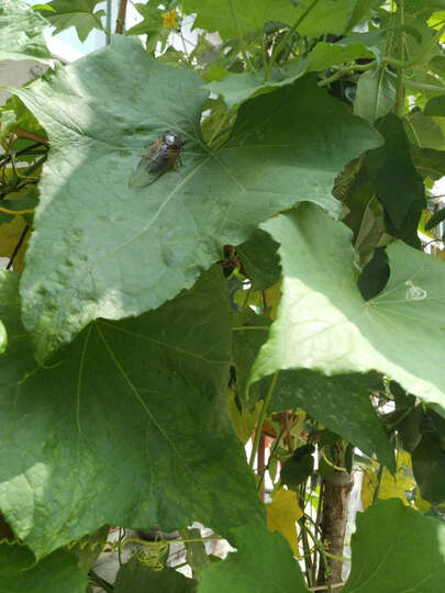 努比亚Z11:手机直视右侧边有彩虹条 开始不习