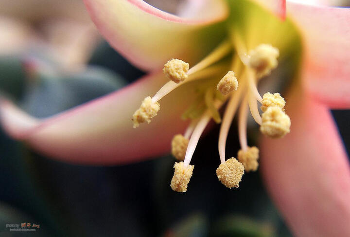 美拍照相机怎么样_美拍照相机多少钱_美拍照