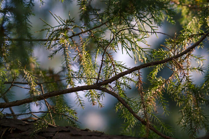 索尼(SONY)FE 100-400mm F4.5–5.6 GM OSS 全画幅超远摄变焦G大师镜头 E卡口(SEL100400GM) 晒单图
