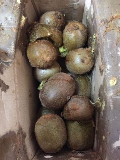 天霖(tianlin):猕猴桃很好吃,就是发过来的时候都