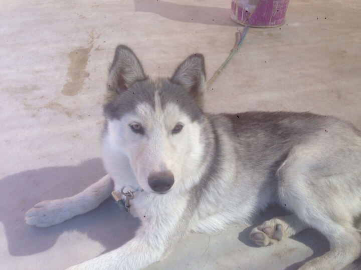 美滋元迷你犬狗粮怎么样_美滋元迷你犬狗粮多