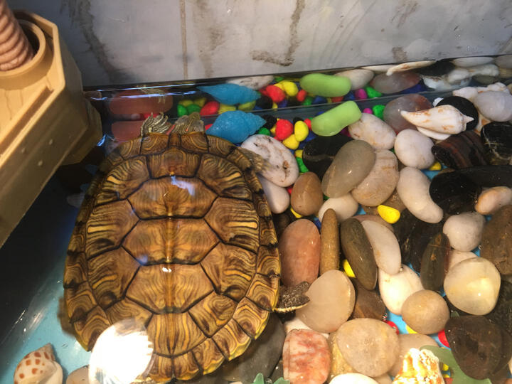 小乌龟活体怎么样_小乌龟活体多少钱_小乌龟